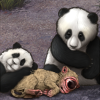[Cyclopia] Panda Cubs